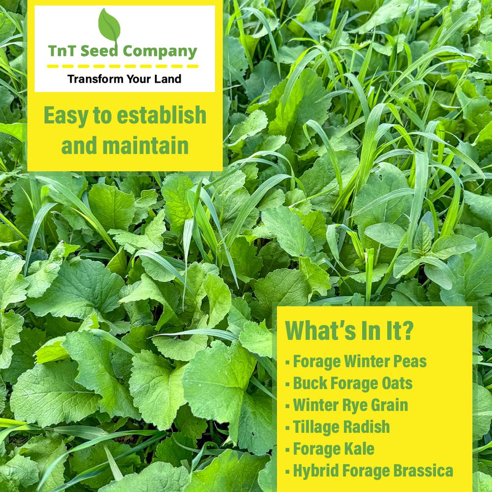TnT Seed Company young seedlings emerging illustrating rapid establishment