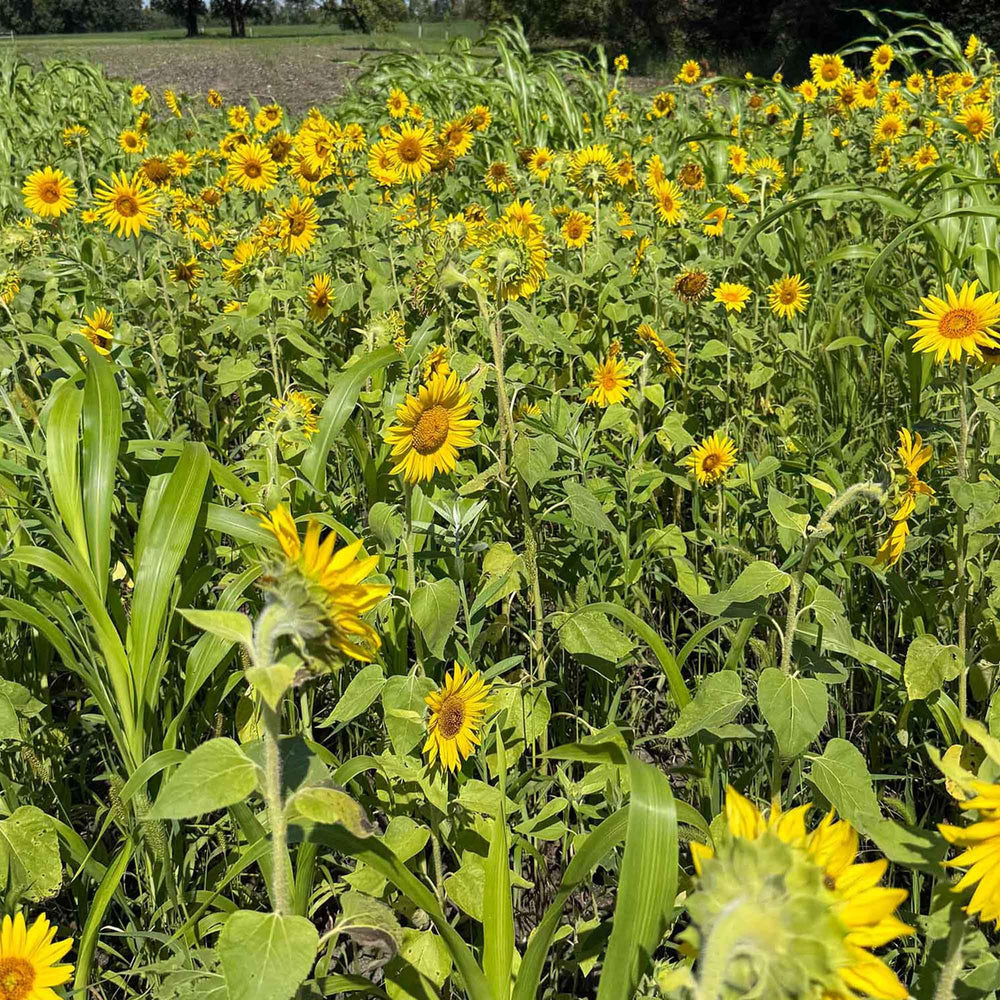 TnT Seed Company sunflower head close-up showing large seed-packed benefit