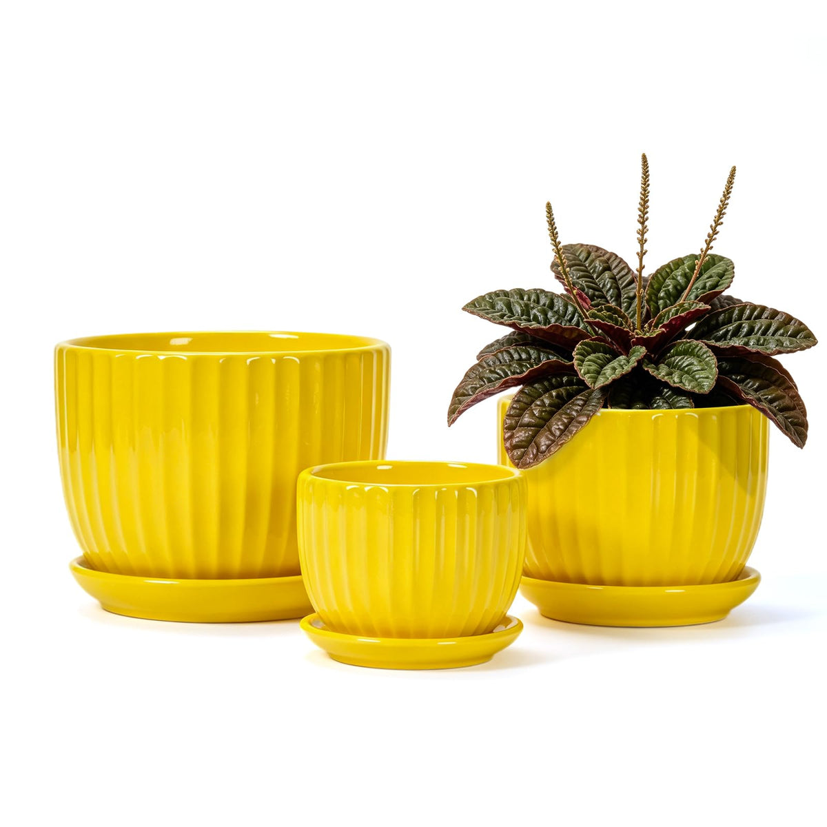 Ton Sin front view of three yellow ceramic planters showing sunburst design and coordinated saucers benefiting decor