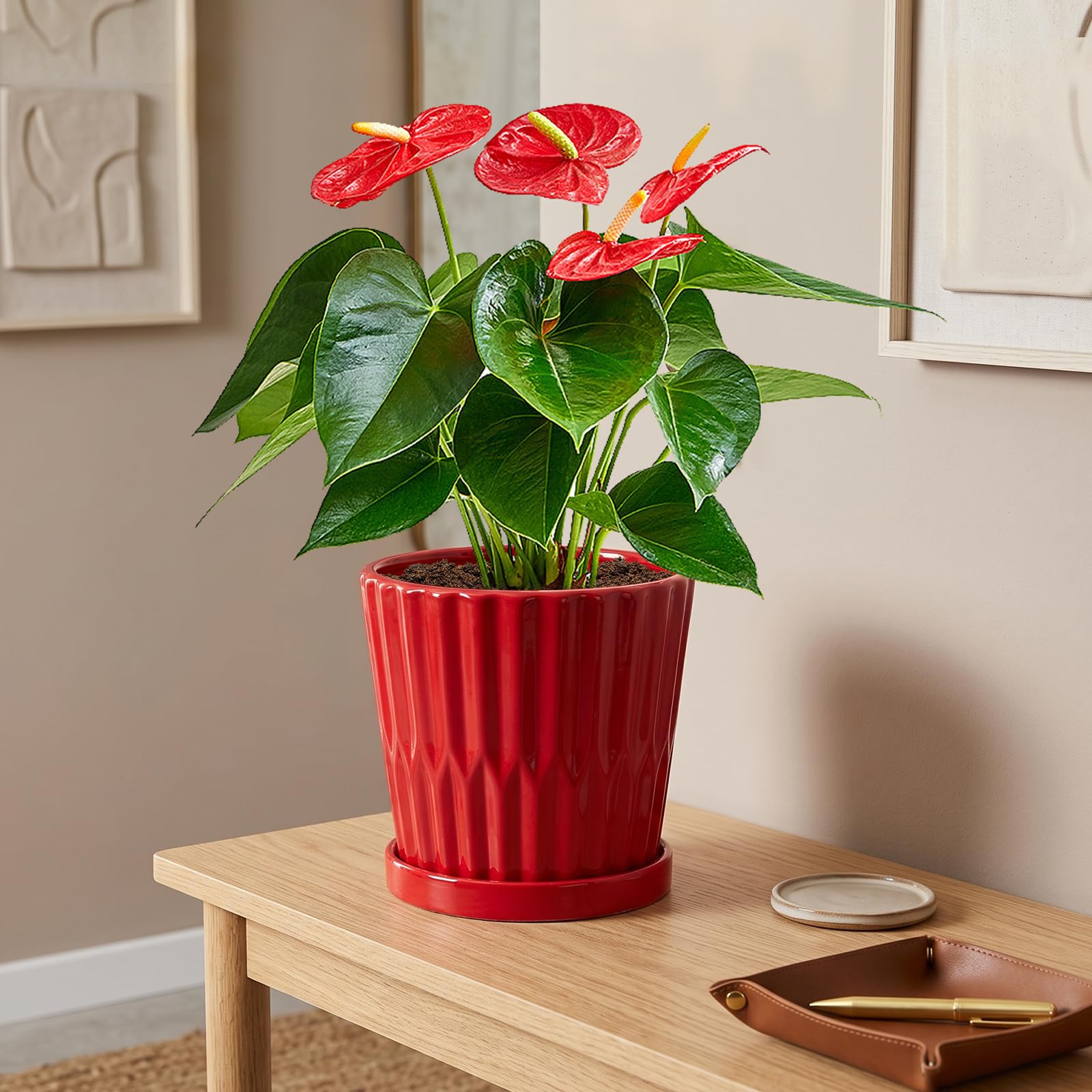 Ton Sin four-pack styled as a gift on a table for thoughtful plant present