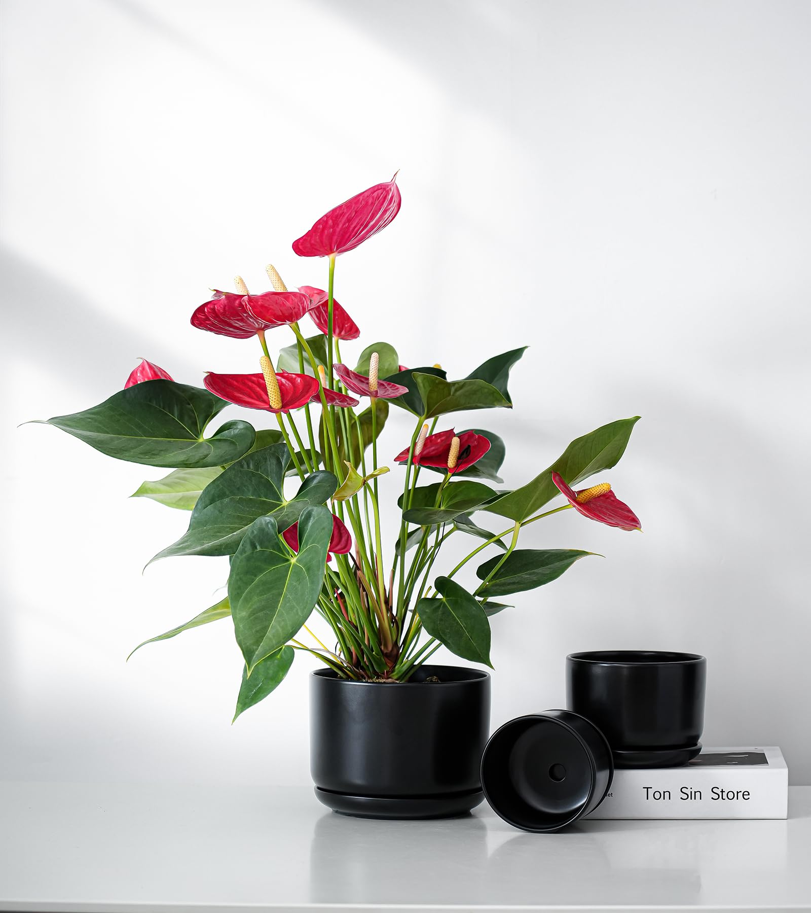 Ton Sin size comparison of small medium large pots for plant fitting guidance