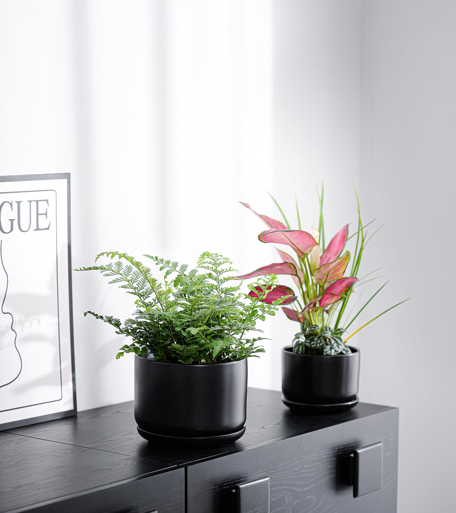 Ton Sin set displayed with succulents and pothos showing decorative use