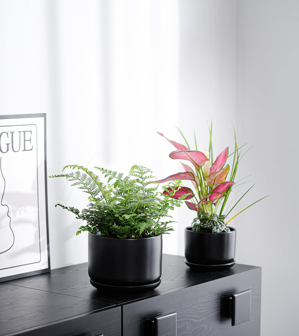 Ton Sin set displayed with succulents and pothos showing decorative use