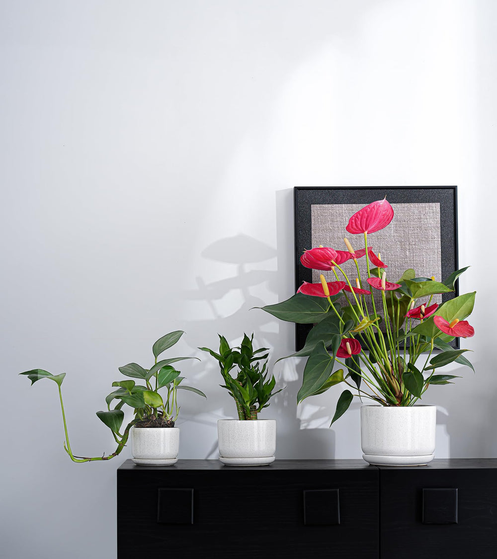 Ton Sin trio of plant pots on a styled shelf with succulents demonstrating tidy indoor display