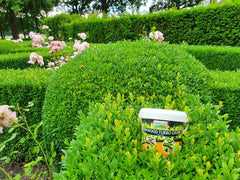 TOPBUXUS being sprinkled on soil beneath boxwood demonstrating correct application and root uptake