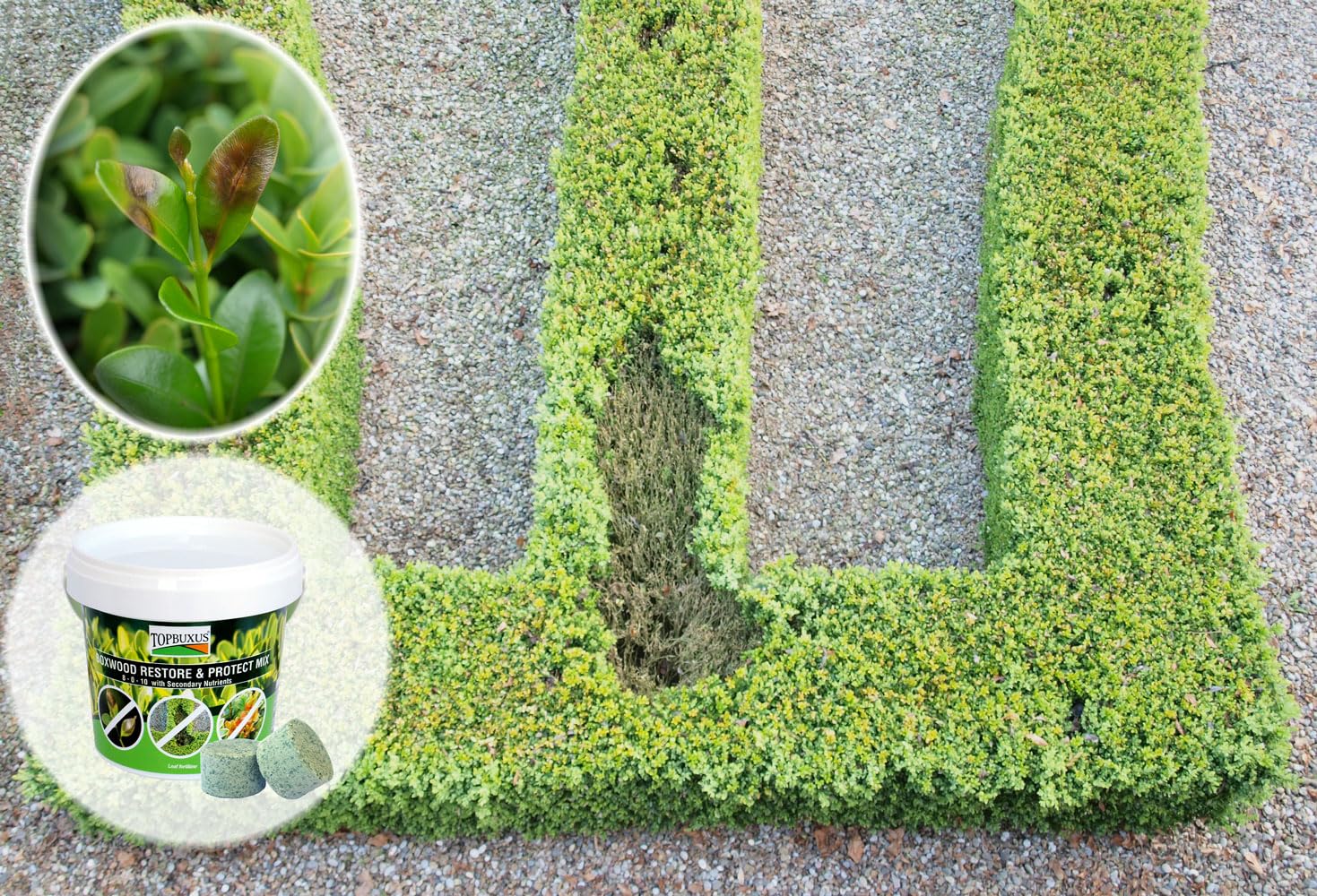 TOPBUXUS effervescent tablet close-up highlighting compact, measured dose