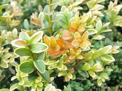 TOPBUXUS granular texture close-up revealing fast-acting particles that release nutrients quickly