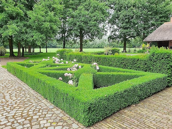 TOPBUXUS 10 lb bag beside a measuring tape showing coverage for 1,000 sq. ft. and portion size