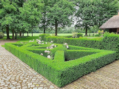 TOPBUXUS 10 lb bag beside a measuring tape showing coverage for 1,000 sq. ft. and portion size
