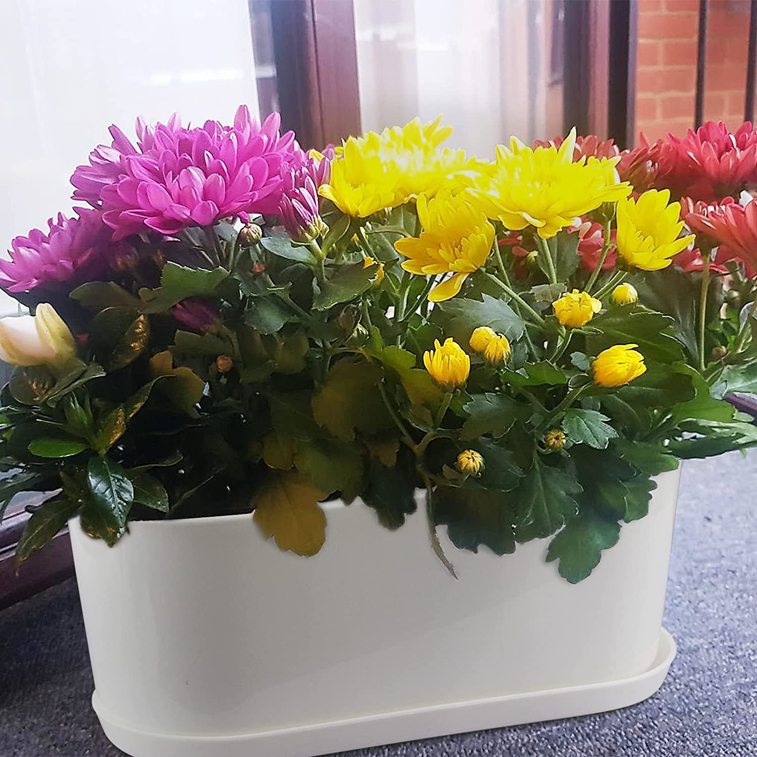 Torfican planter next to ruler showing compact size and planting capacity