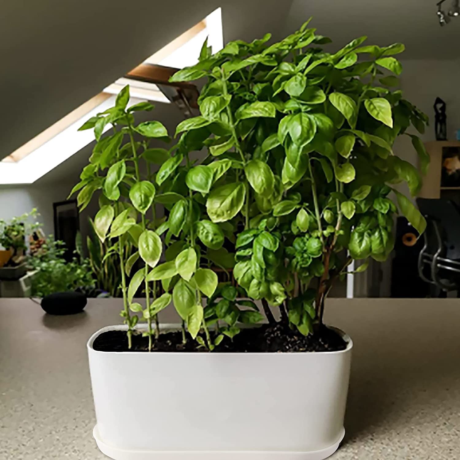 Torfican group shot of ten sets offering cohesive multi-pot display benefit