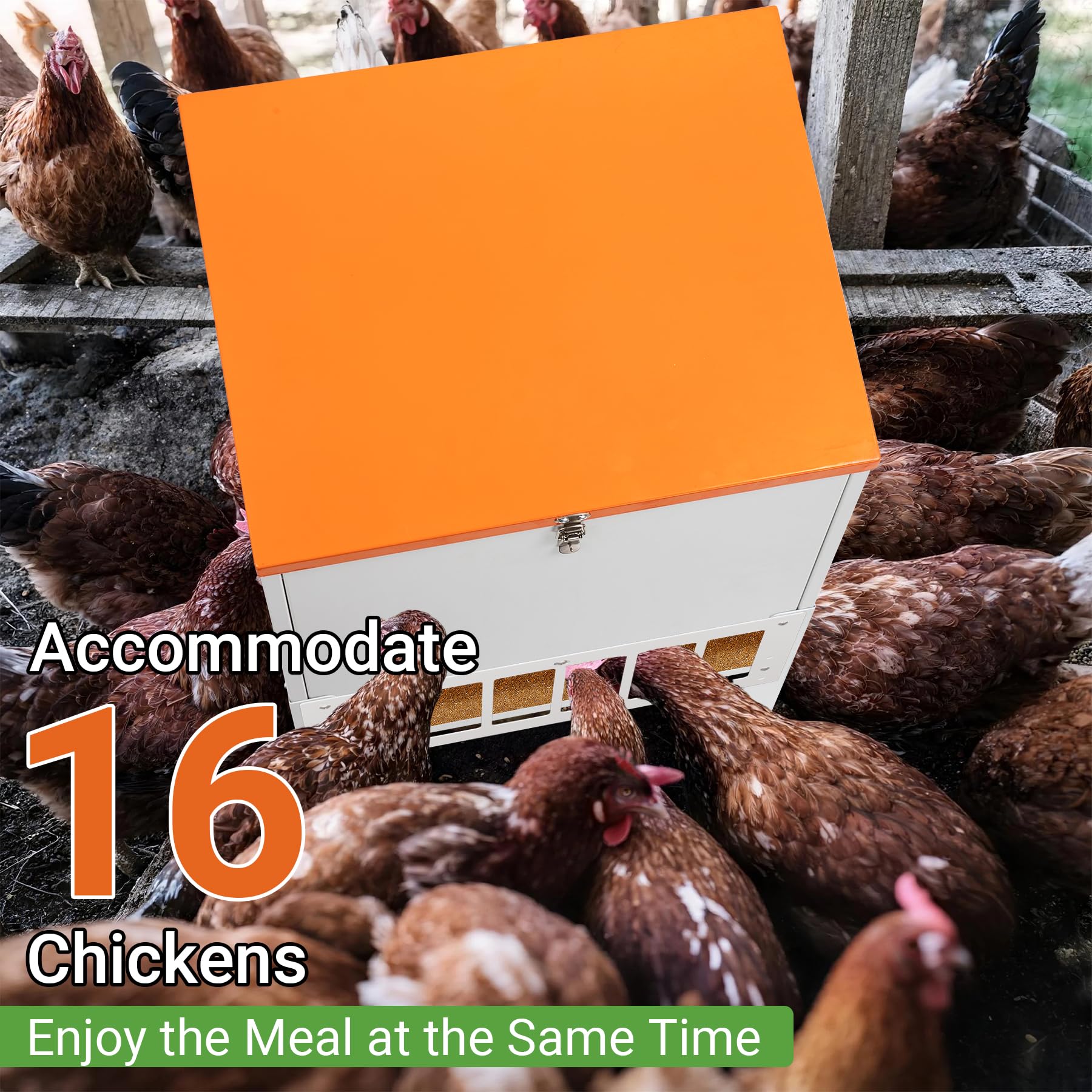 Toriexon feeder next to chickens for scale and simultaneous feeding benefit