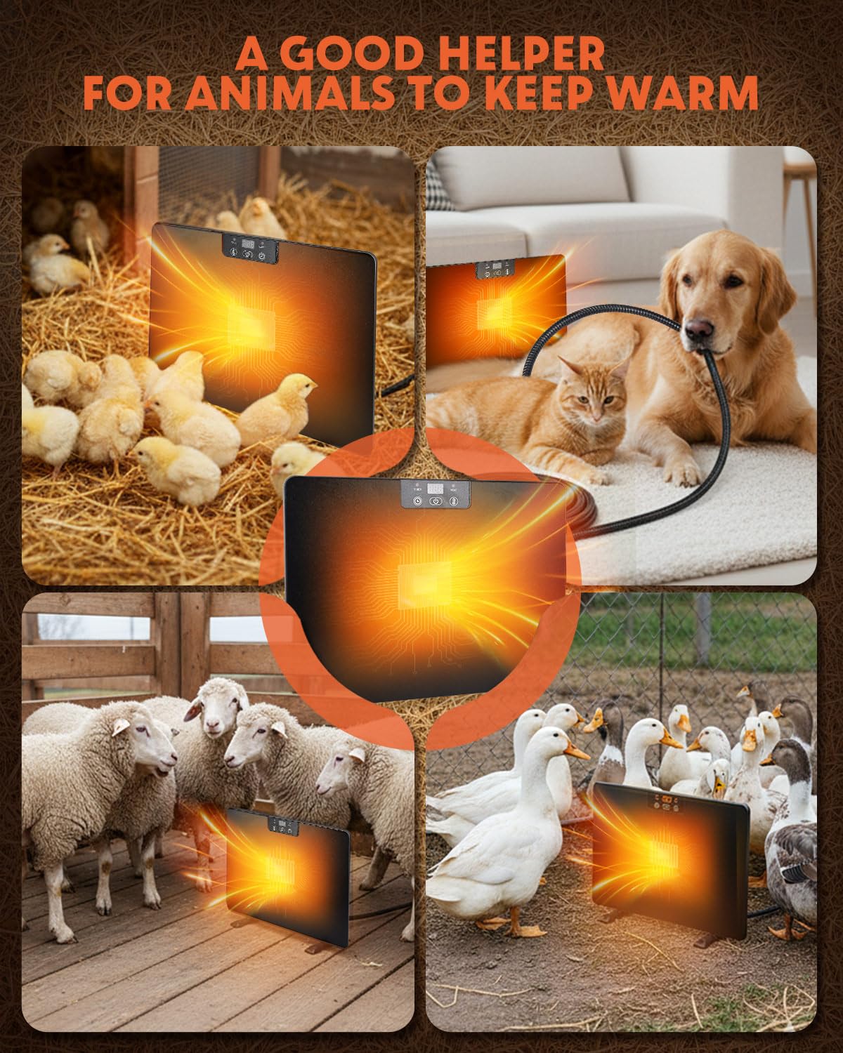 Torlaist lifestyle image with chicks near plate showing cozy poultry comfort