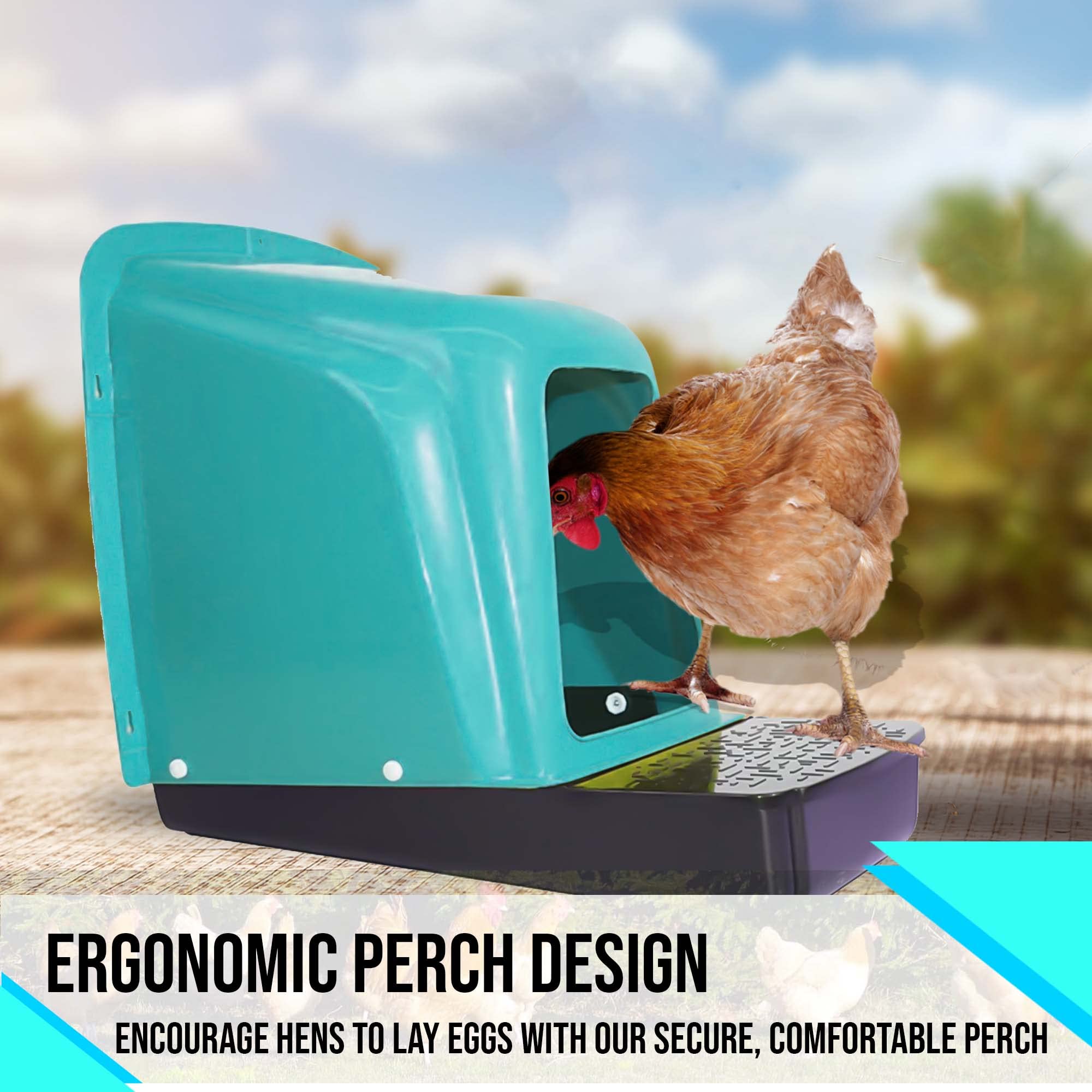 Tossca box next to a hen to show scale and appropriate sizing