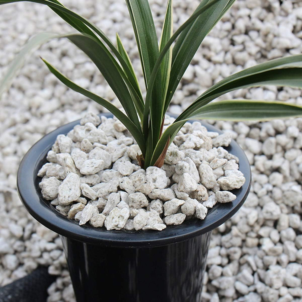 TOYPOPOR used in a succulent container showing fast-draining soil benefits