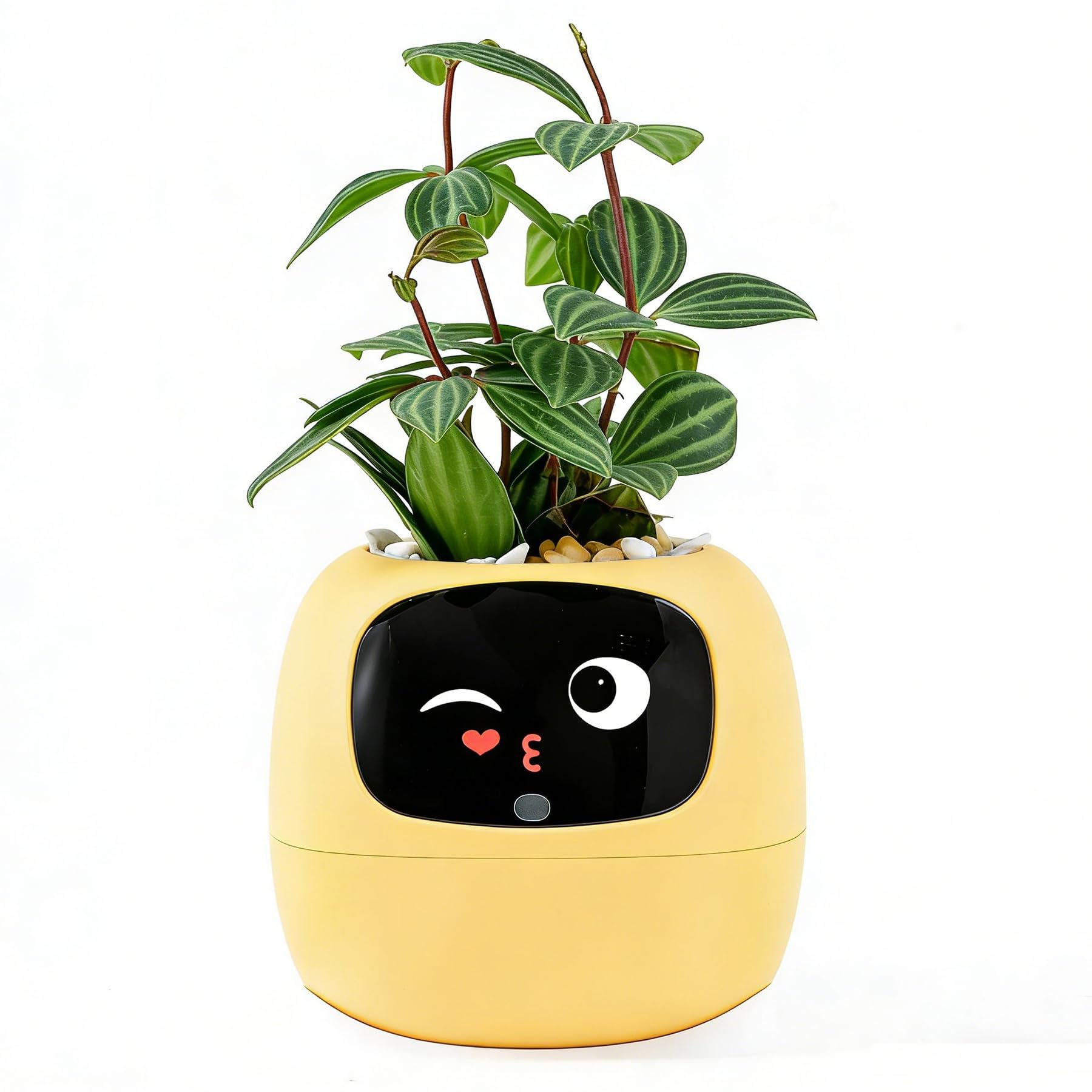 TPHRAVAL front packaging showing yellow planter and key features for quick recognition