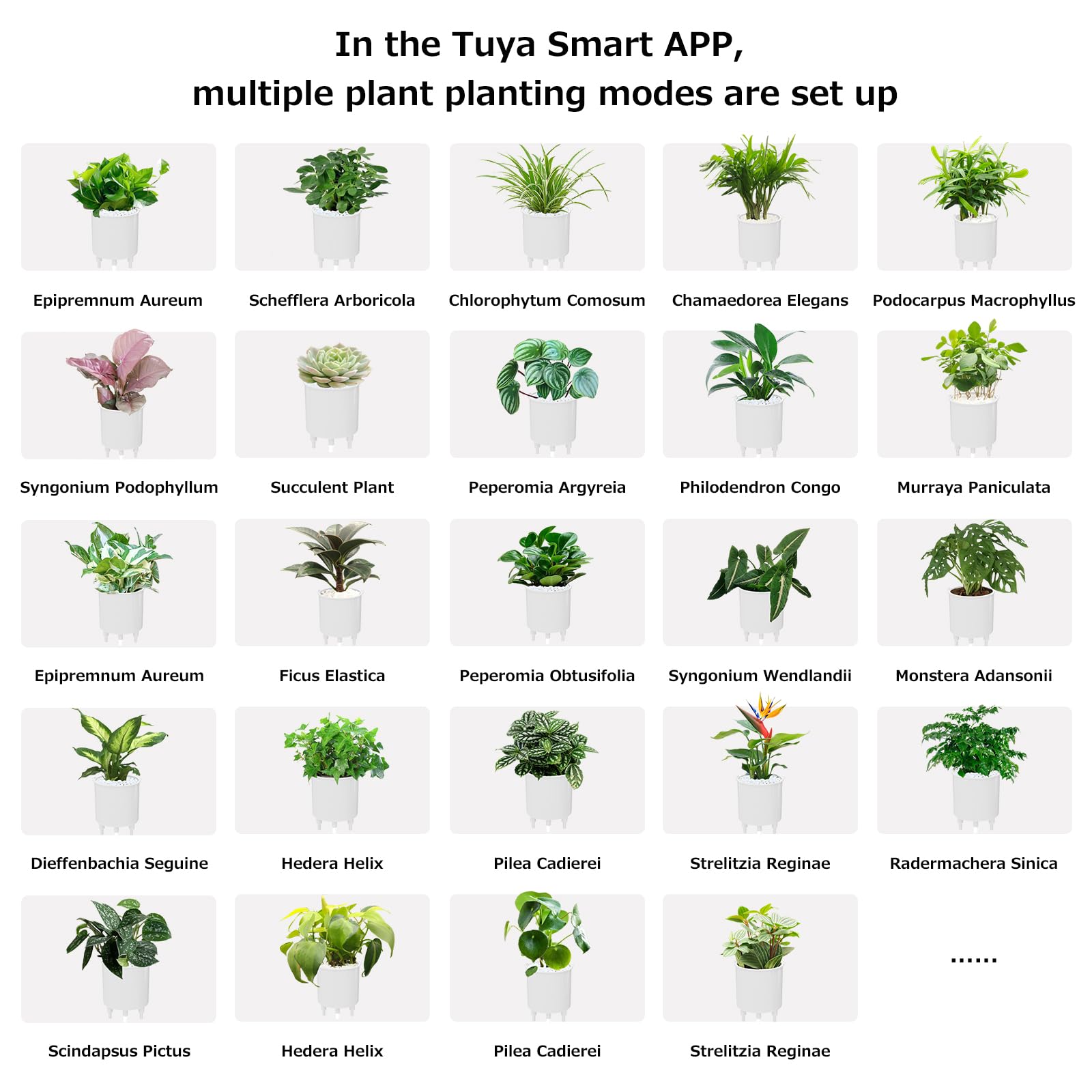 TPHRAVAL planter with green plant on office desk offering easy daily plant care