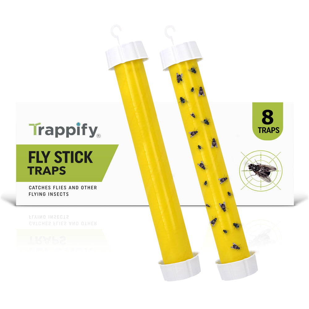Trappify used trap filled with captured flies showing effectiveness