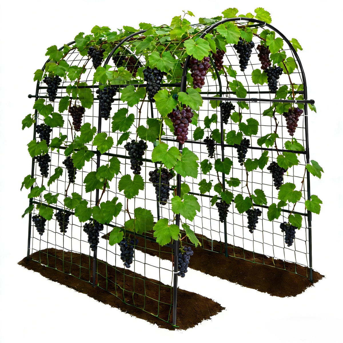 Trellume arch front view showing full tunnel for climbing plants and easy access