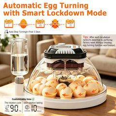 TRIOCOTTAGE clear 360° lid offering full visibility to monitor egg development safely