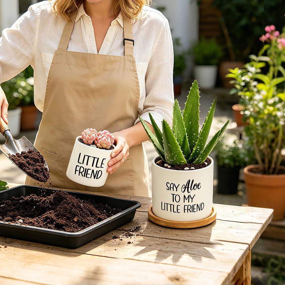 Tuitessine planters on windowsill with succulents adding compact greenery benefit
