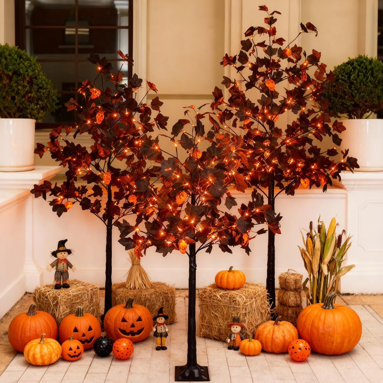 TYBEEU front view of three black maple trees showing layered height and curb appeal