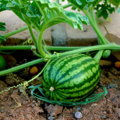 UCandy close-up of thick ribbed piles protecting fruit skin