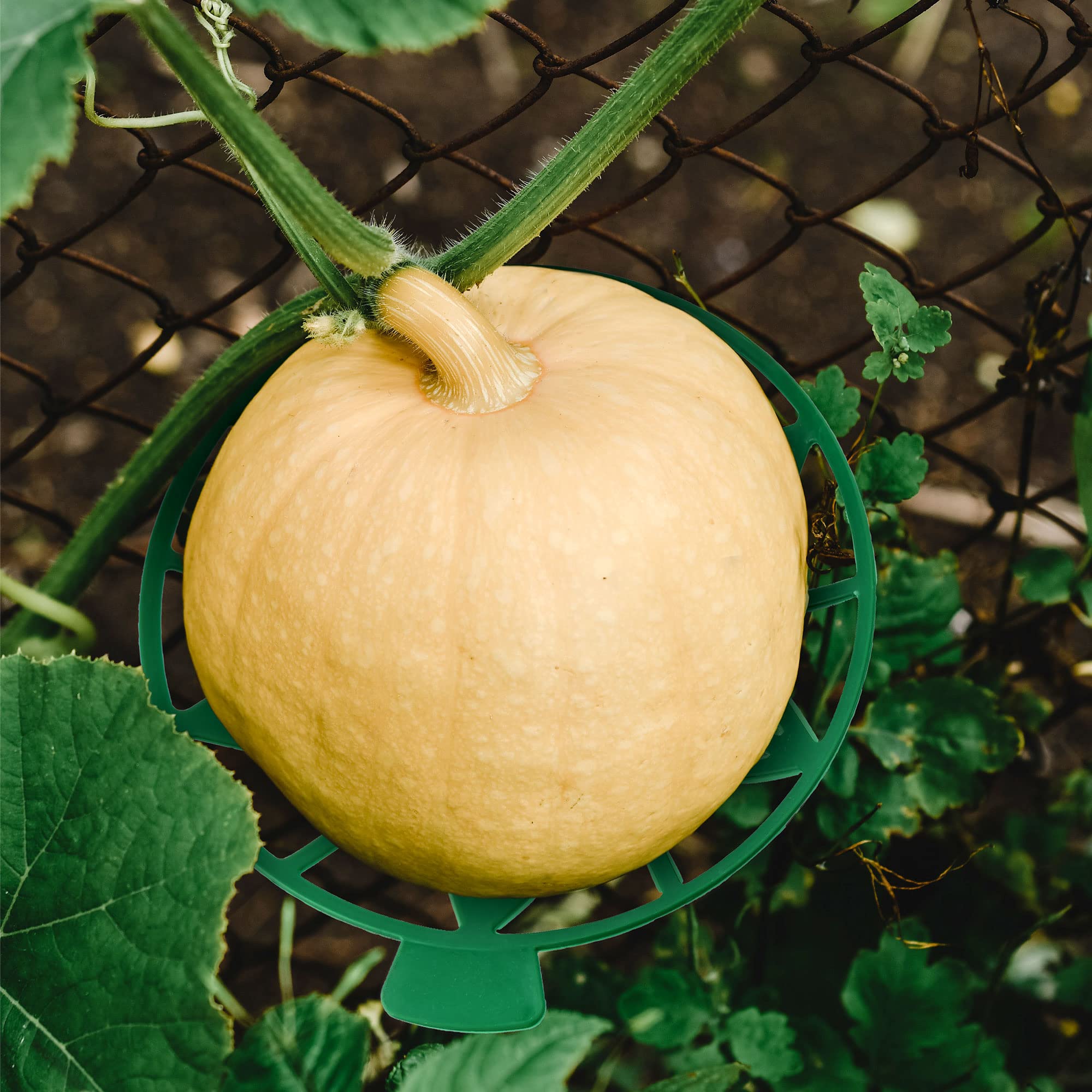 UCandy cradle under a watermelon reducing ground contact