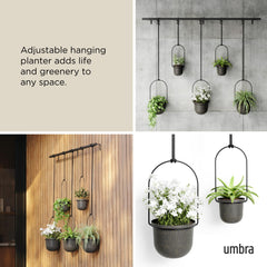 Umbra Triflora in kitchen lifestyle showcasing herbs within reach and cooking convenience