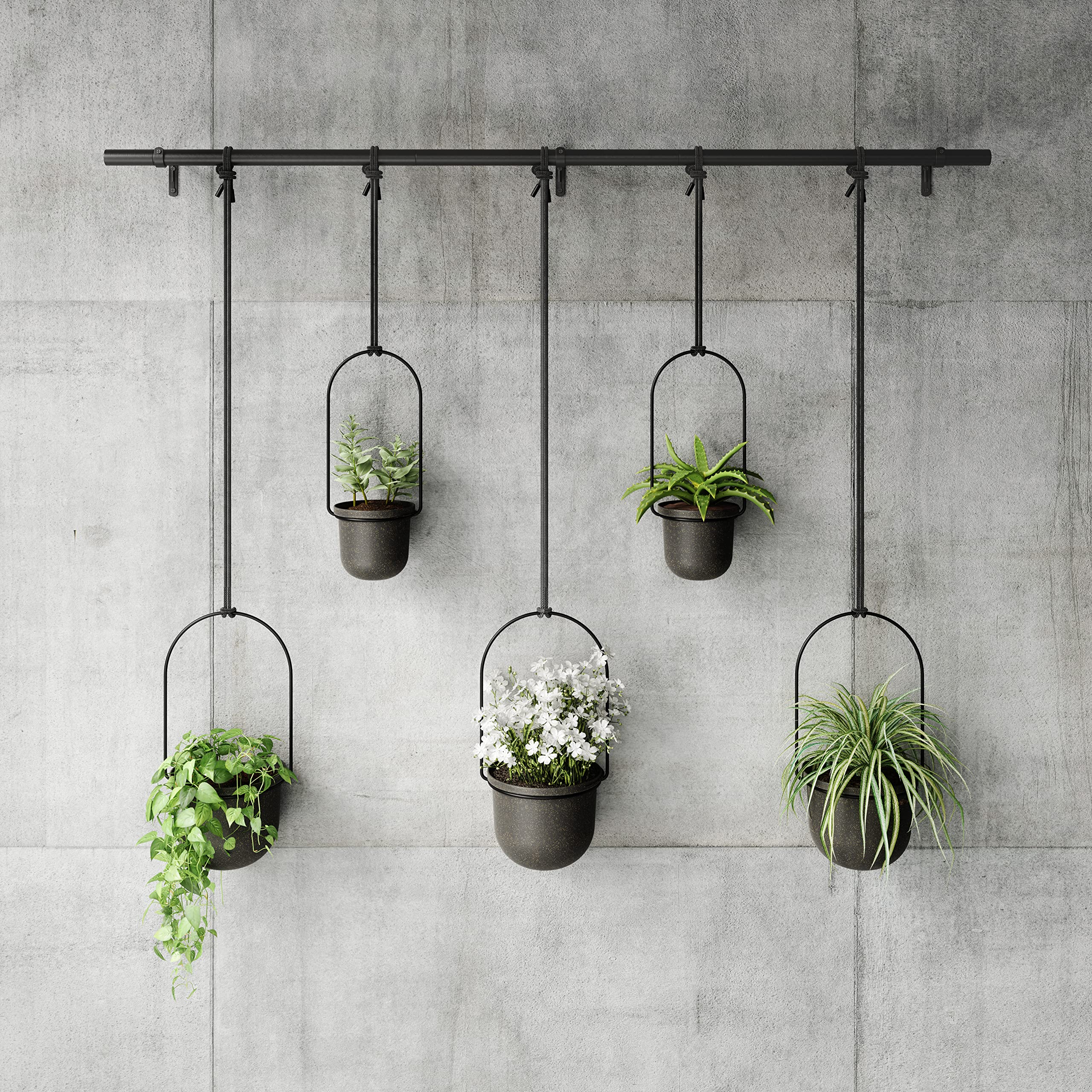 Umbra Triflora trailing vines in planters illustrating layered display and decorative benefit