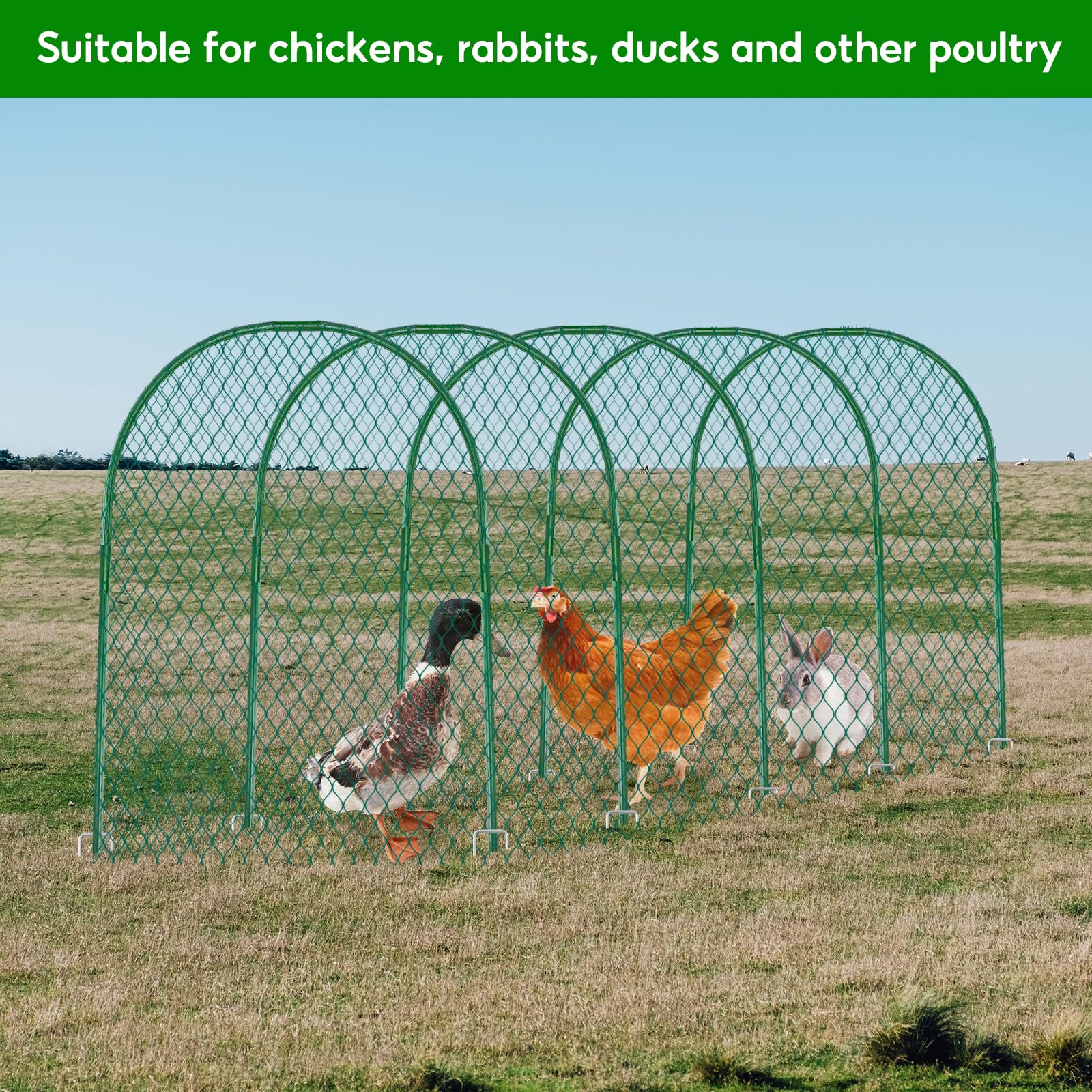 UNIFAMILY chickens inside tunnel enjoying safe foraging space