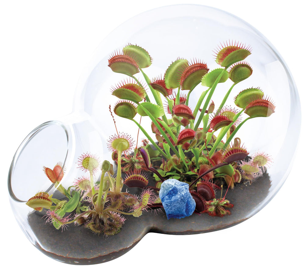 Unique Gardener double-sphere glass terrarium front view showing clear display and humidity benefit
