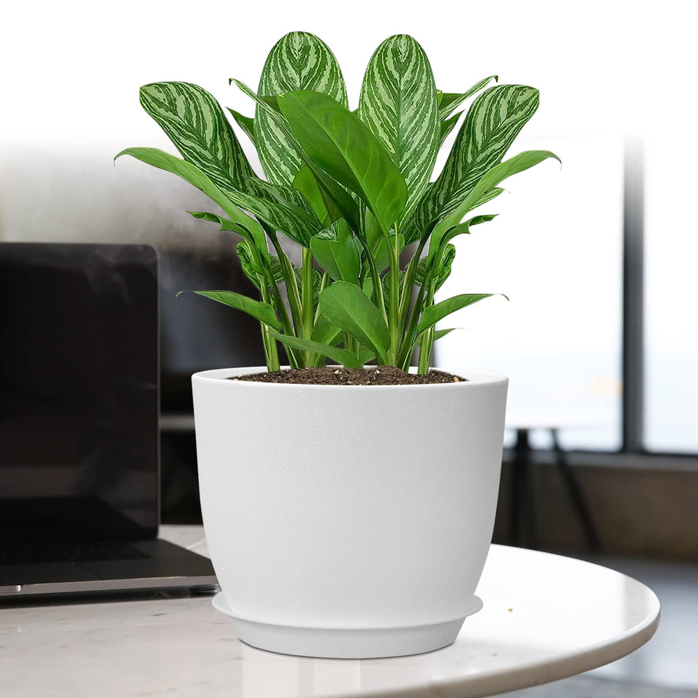 UOUZ windowsill setup with pots displaying decorative appeal and indoor greenery