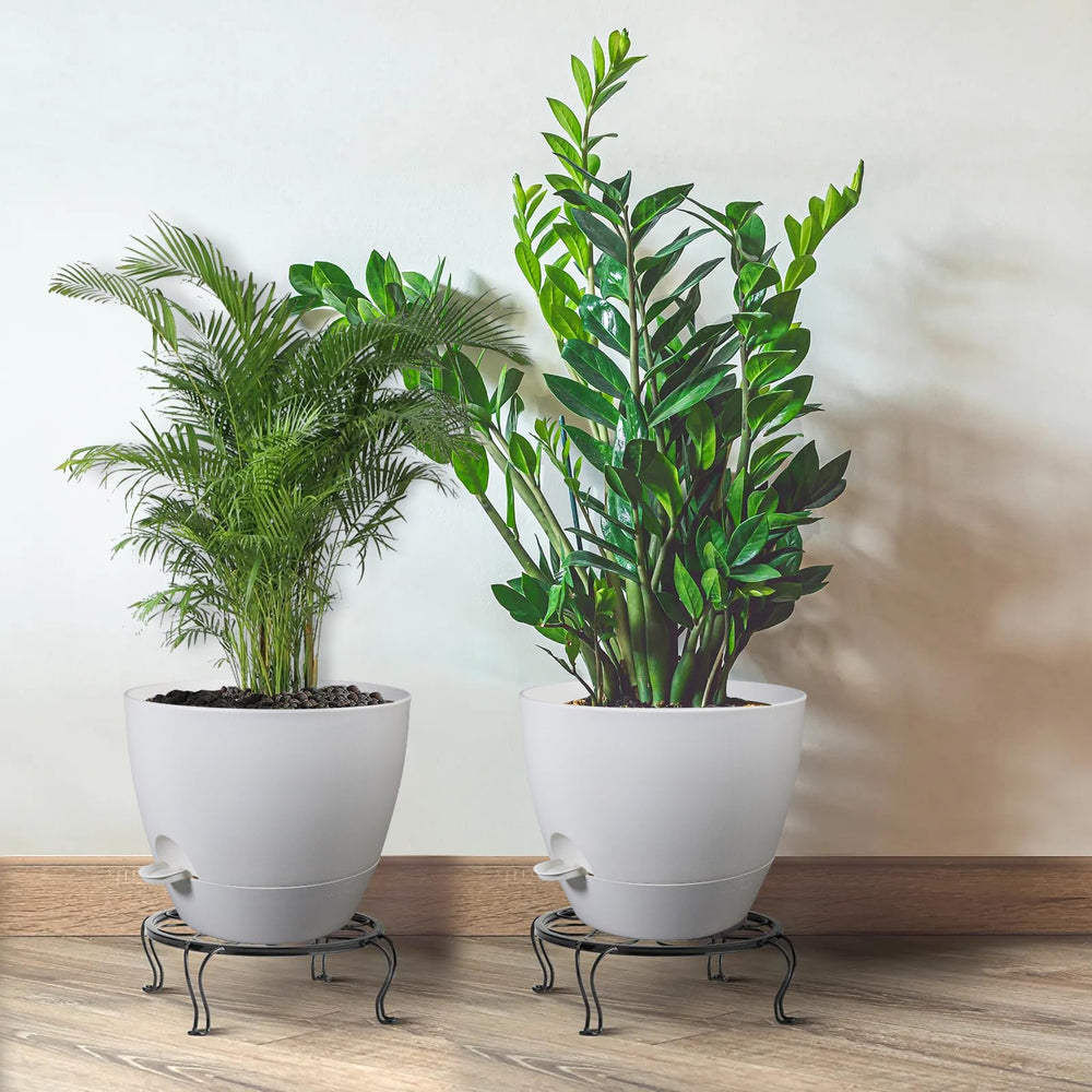UOUZ size comparison with hand and ruler showing 12-inch scale for larger plants