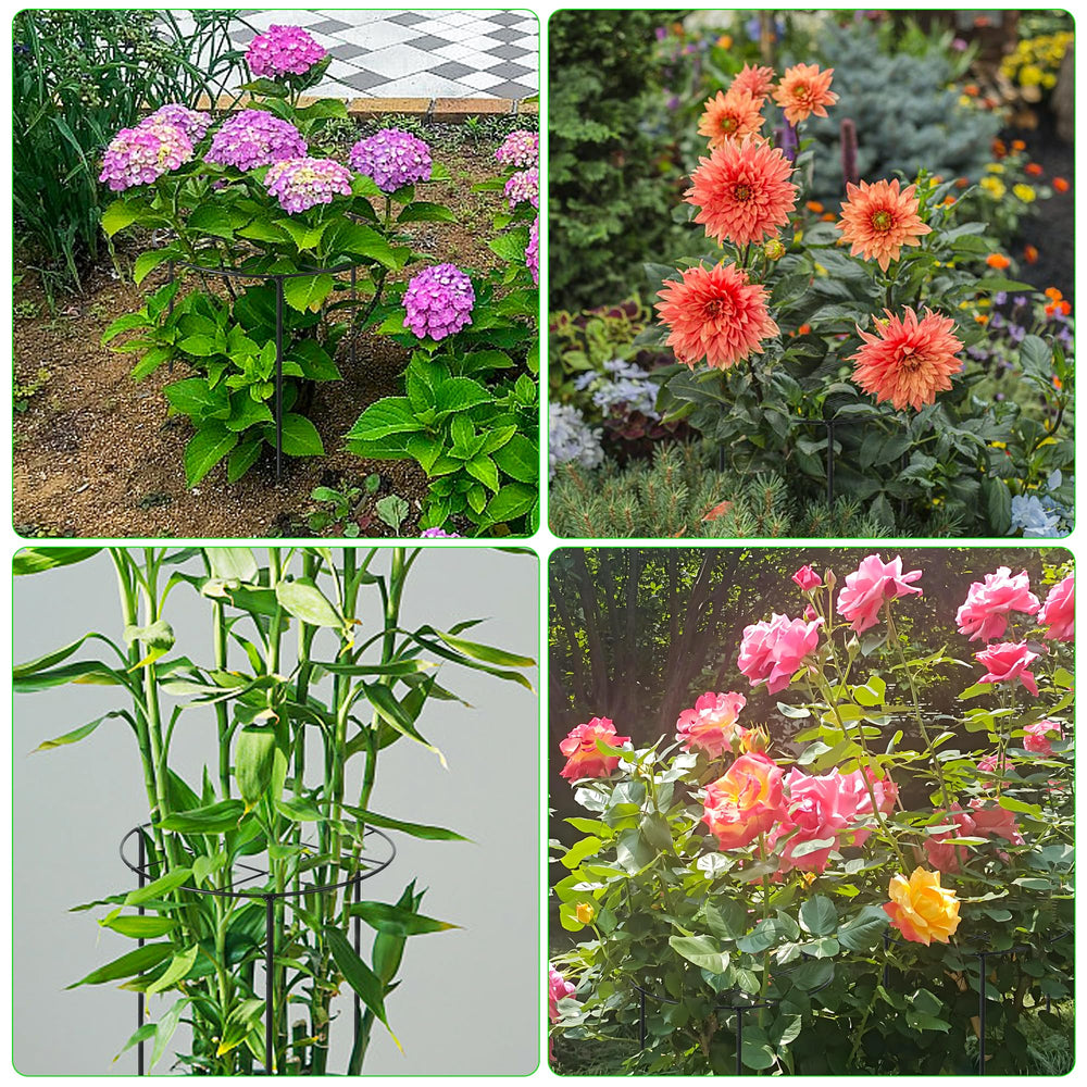 UYEDUJZ supported peony in bloom showing upright flowers and tidy bed