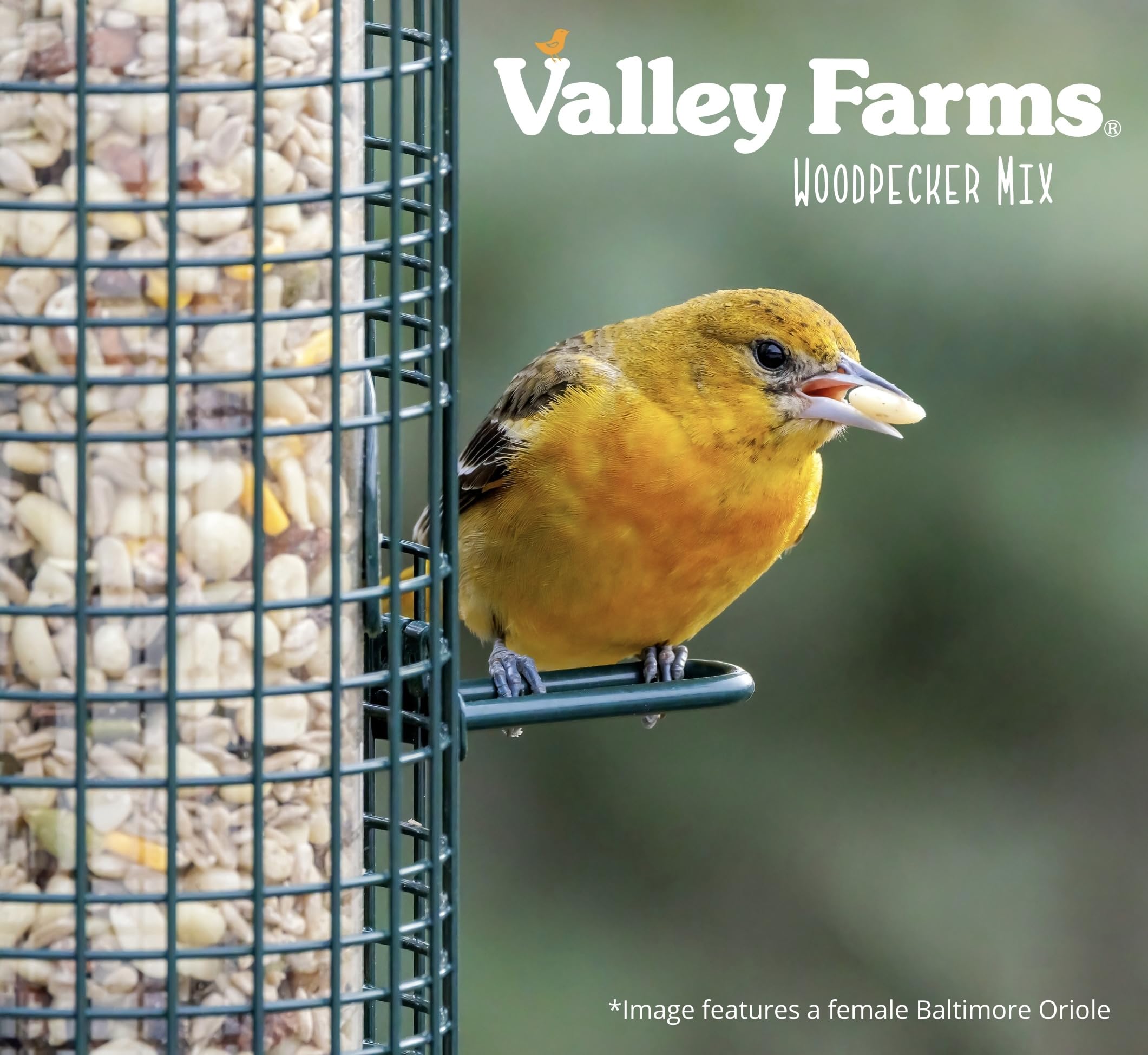 Valley Farms attracting woodpecker and songbirds to a backyard feeder