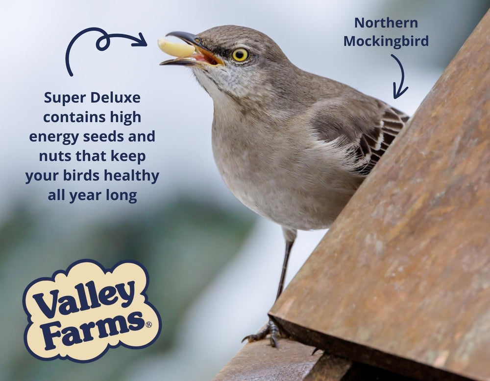 Small songbirds feeding from Valley Farms seed in a garden setting for attraction