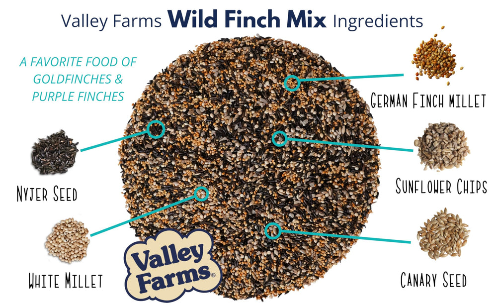 Valley Farms finch feeder with goldfinch visiting showing increased yard activity