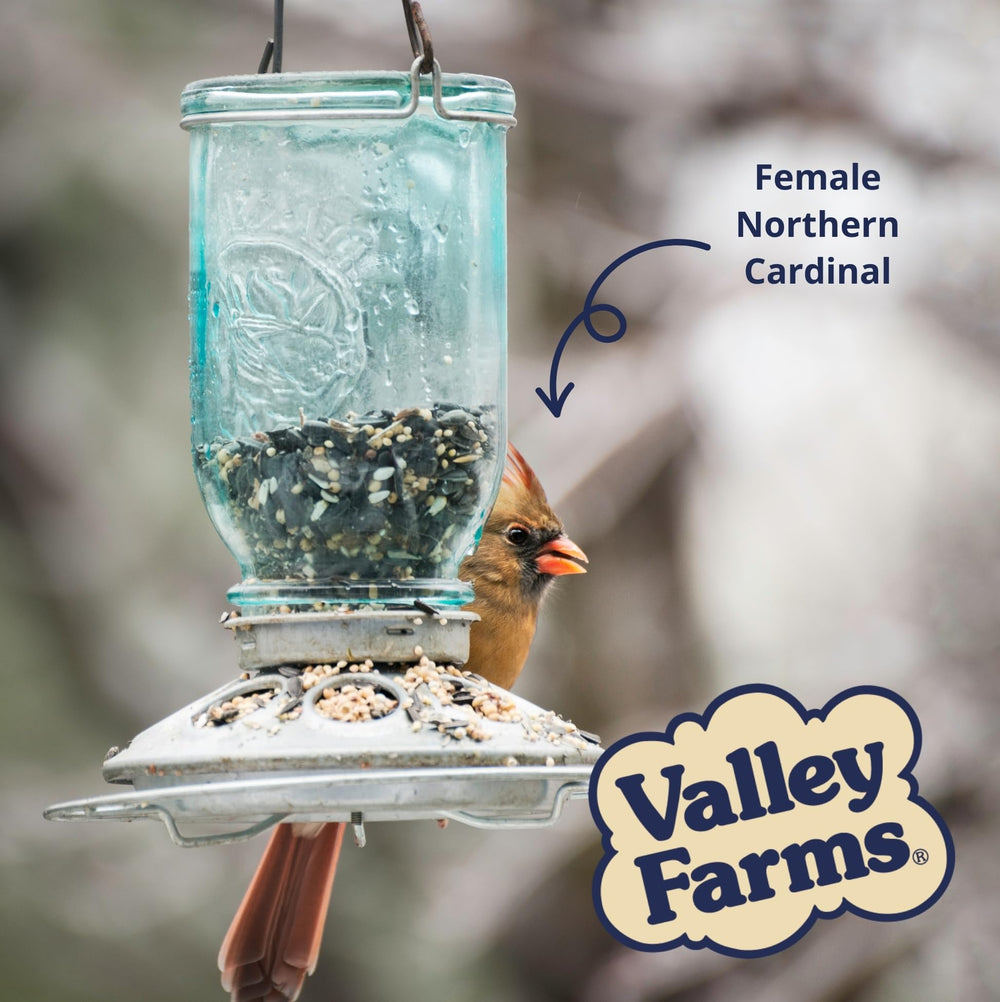 Valley Farms mix poured into a hopper feeder for versatile backyard use