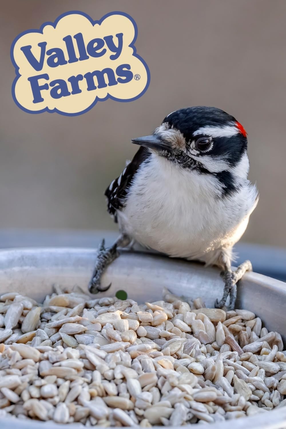 Valley Farms clean patio under feeder with no shells illustrating reduced cleanup benefit