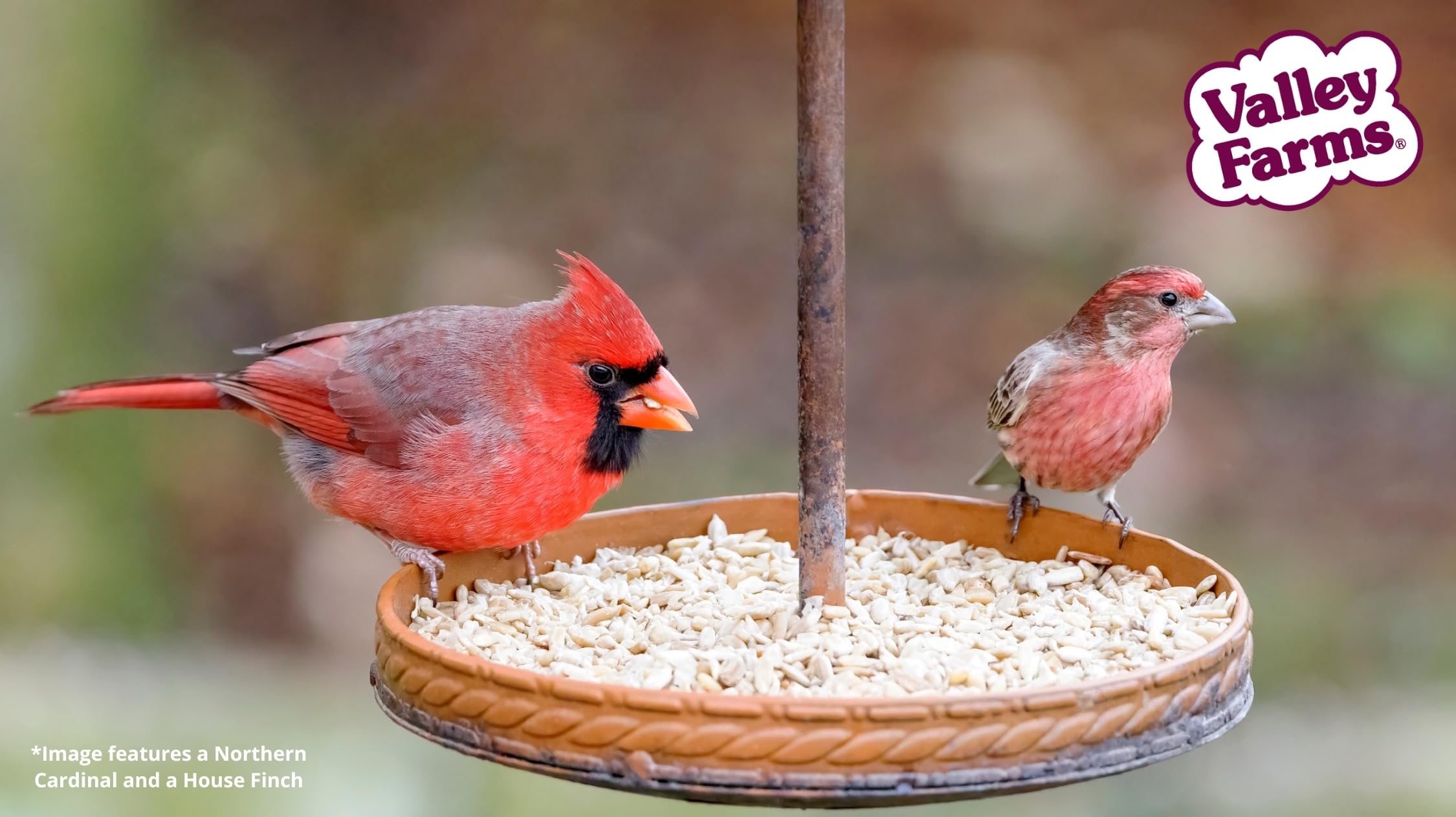 Valley Farms backyard scene with feeders showing easy use and tidy feeding setup