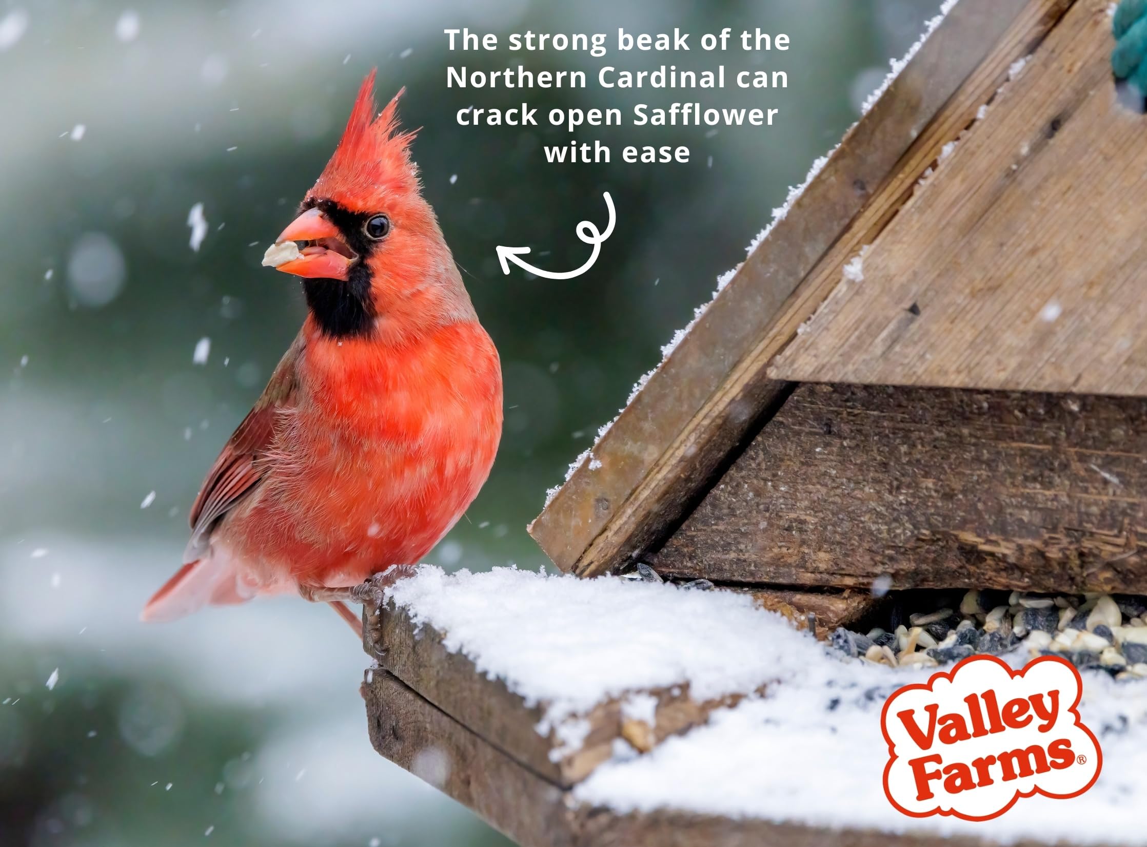 Valley Farms on platform feeder with visiting birds, encourages diverse species