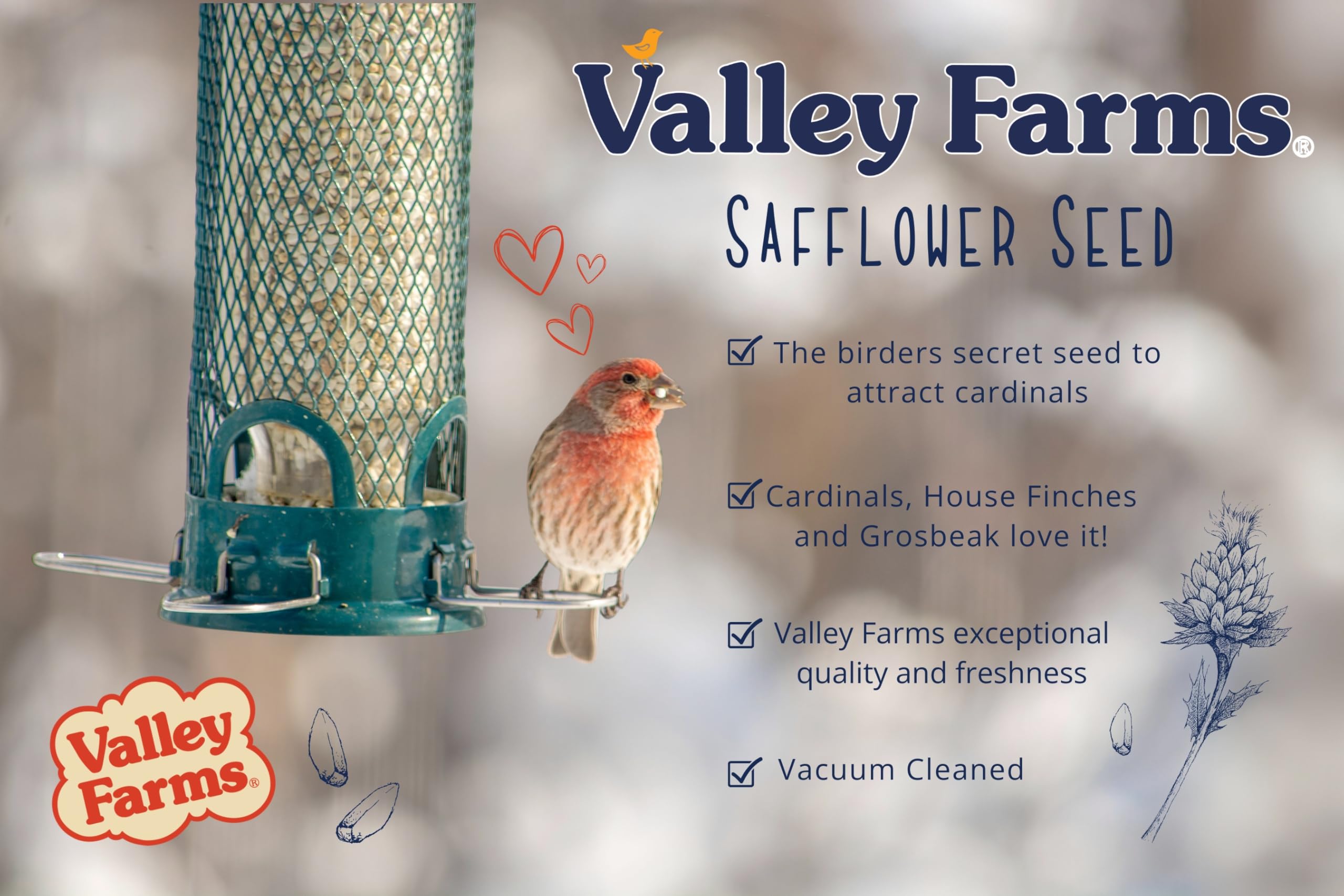 Valley Farms safflower attracting a bright cardinal to feeder, improved viewing