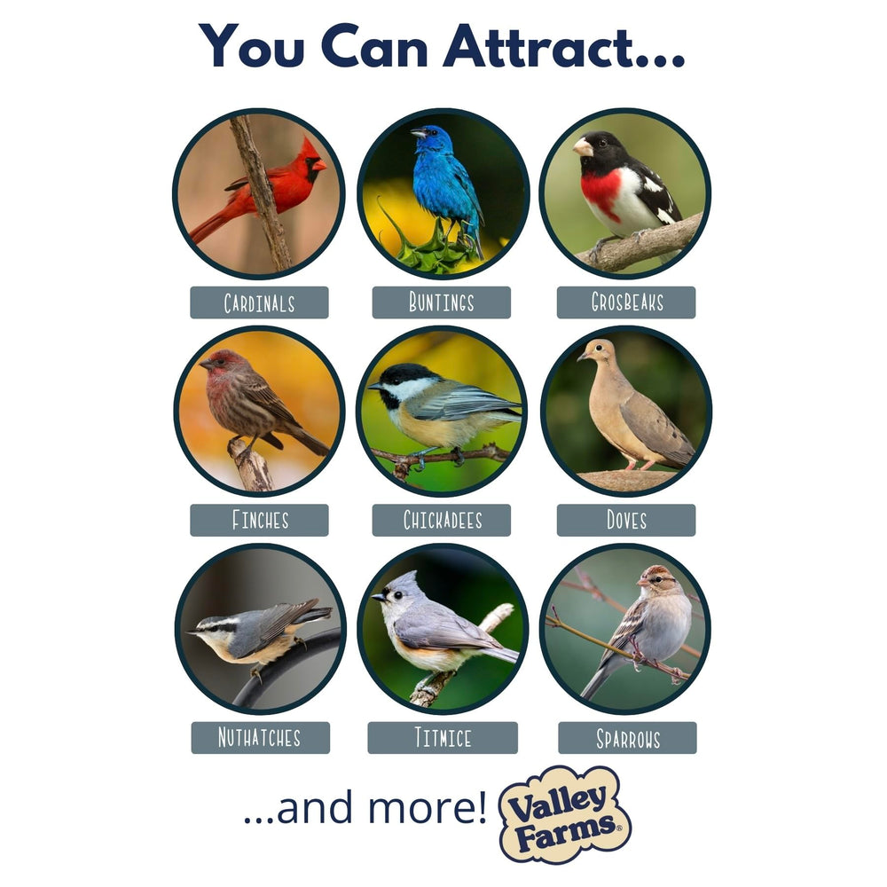 Valley Farms safflower in an outdoor feeder with birds feeding, increased sightings