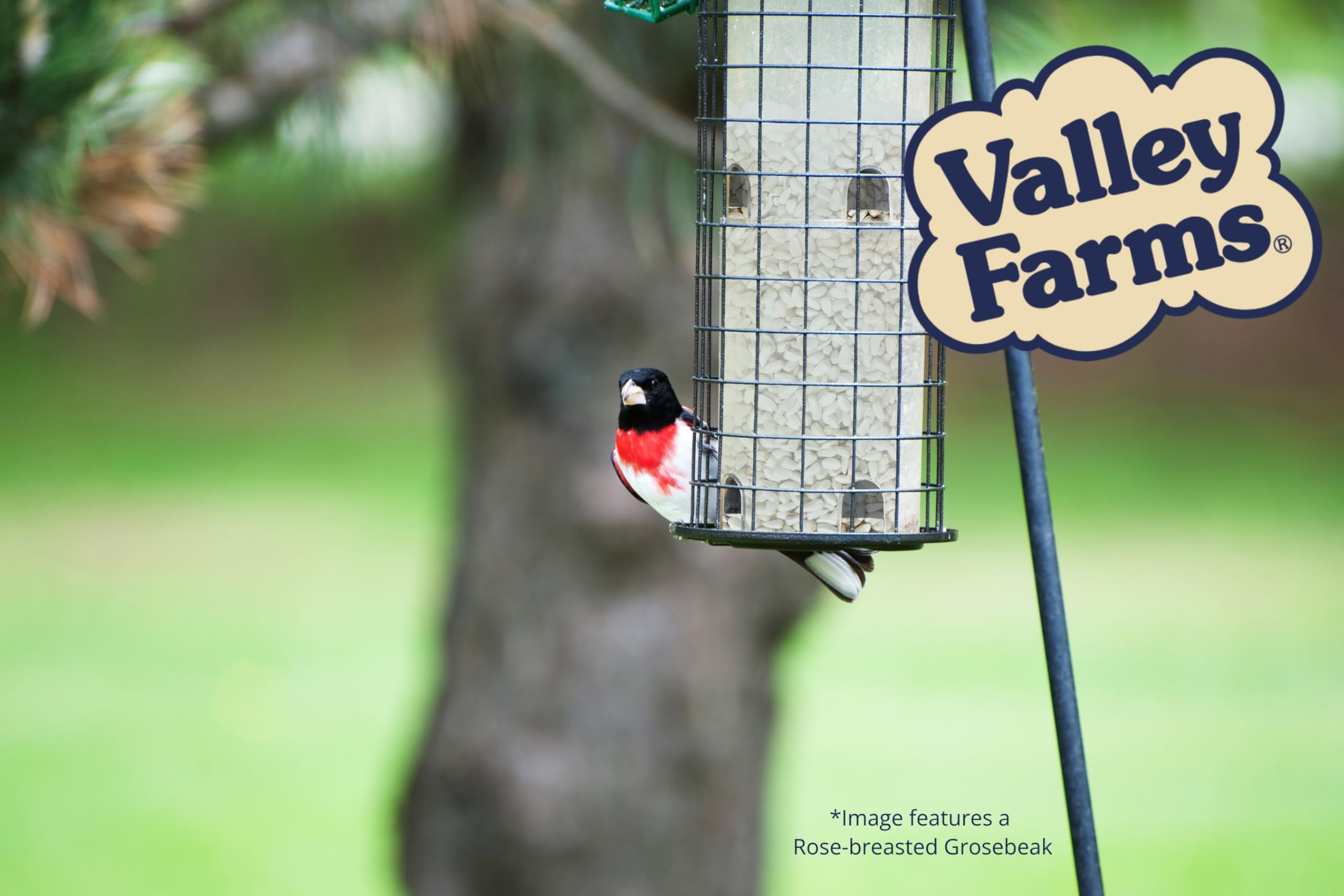Valley Farms made in USA badge on package, supporting local production benefit