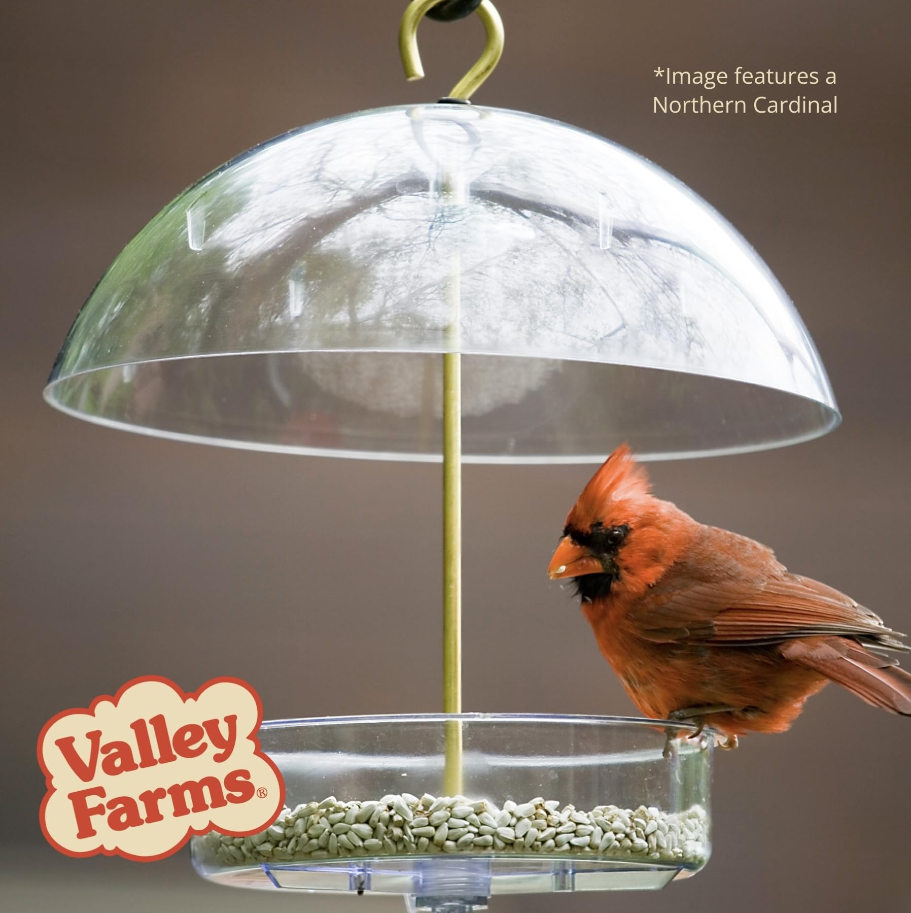 Valley Farms safflower seed texture macro emphasizing clean, high-quality kernels