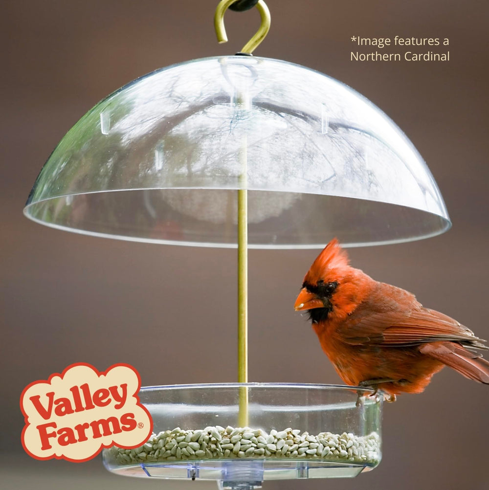 Valley Farms safflower seed texture macro emphasizing clean, high-quality kernels