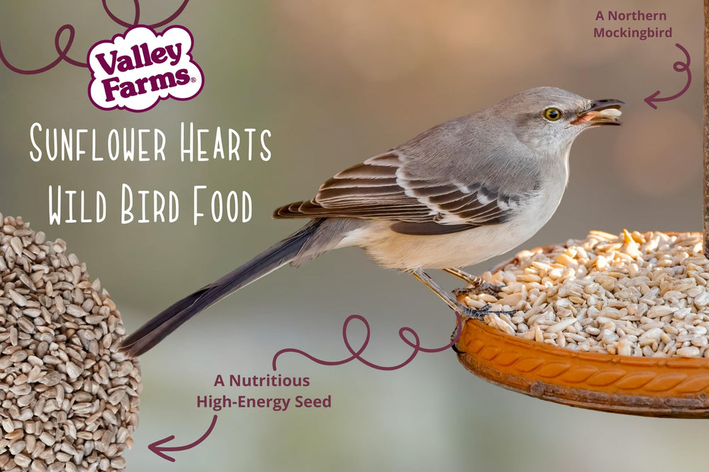 Valley Farms kernel texture and shape close-up highlighting clean shelled quality