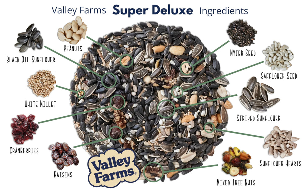 White millet cluster in Valley Farms blend attractive to finches and doves