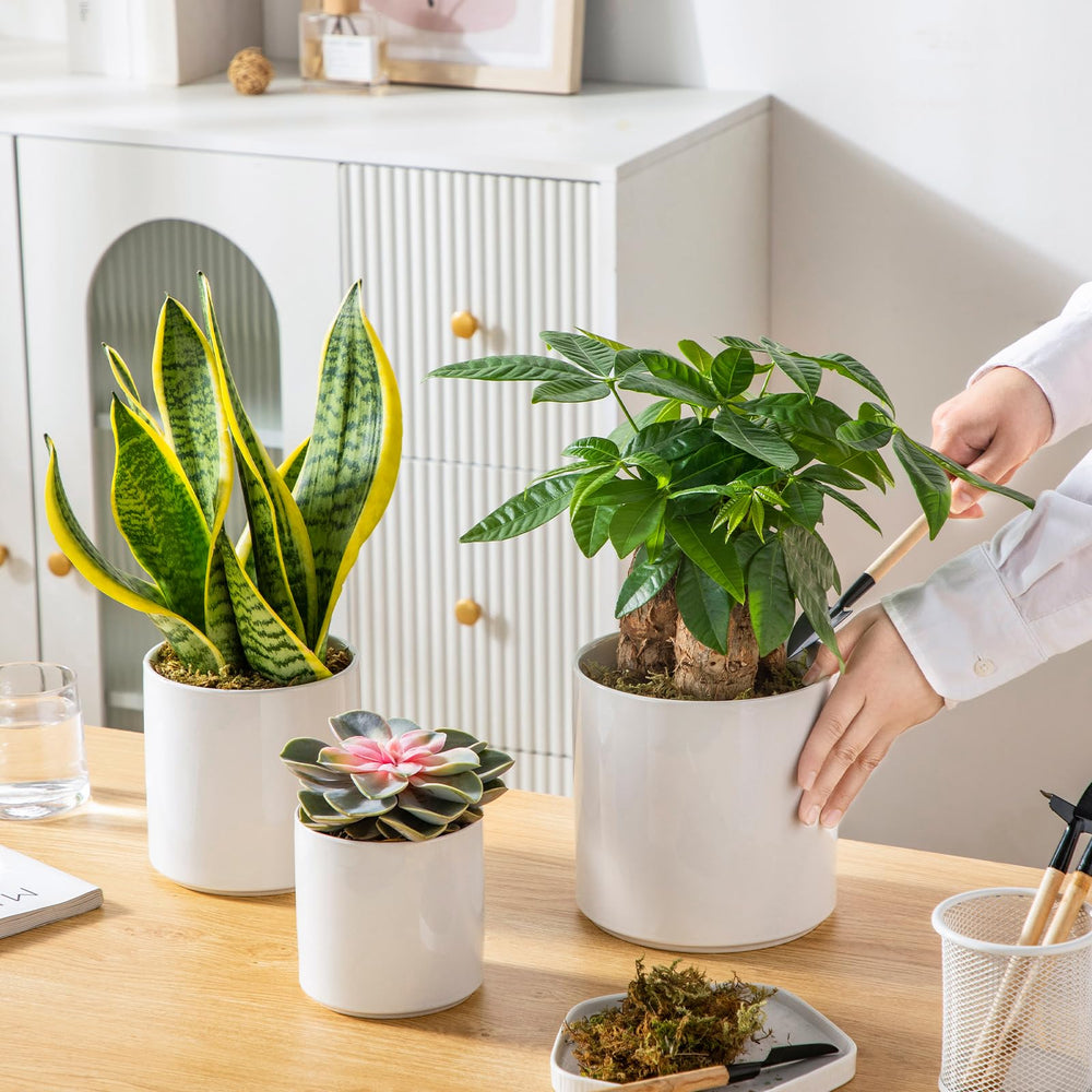 vancasso styled shelf with pots adding modern plant decor and balance